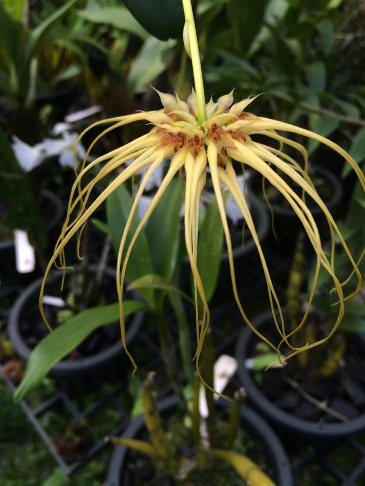 Bulb. Worayuth White Fang x Lion King (mericlone) 3in