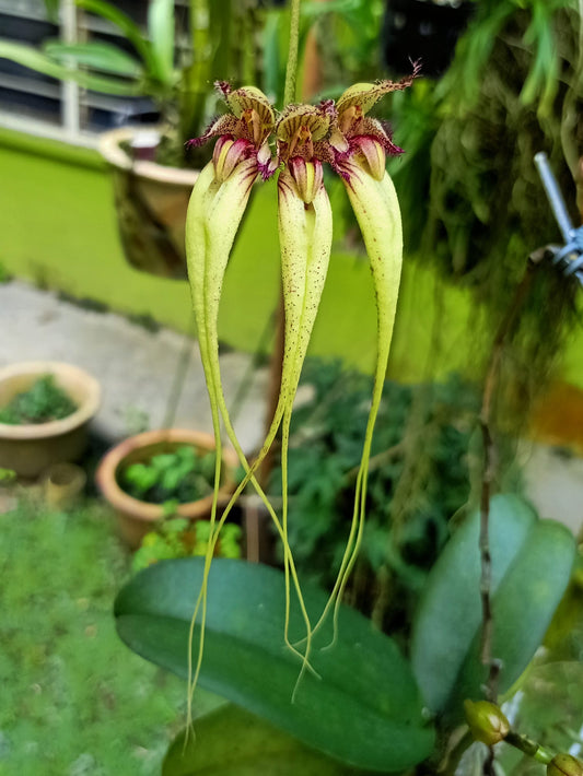 Bulbophyllum Meen Rainbow Rider x virescens 3in