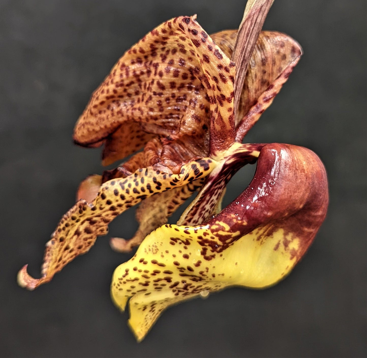 Coryhopea Woji’s Procrastinator (Crths. macrantha x Stan. tigrina) 4in (LARGE)