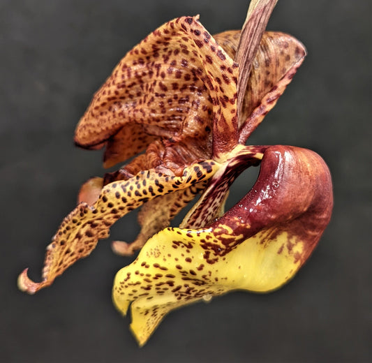 Coryhopea Woji’s Procrastinator (Crths. macrantha x Stan. tigrina) 4in (LARGE)