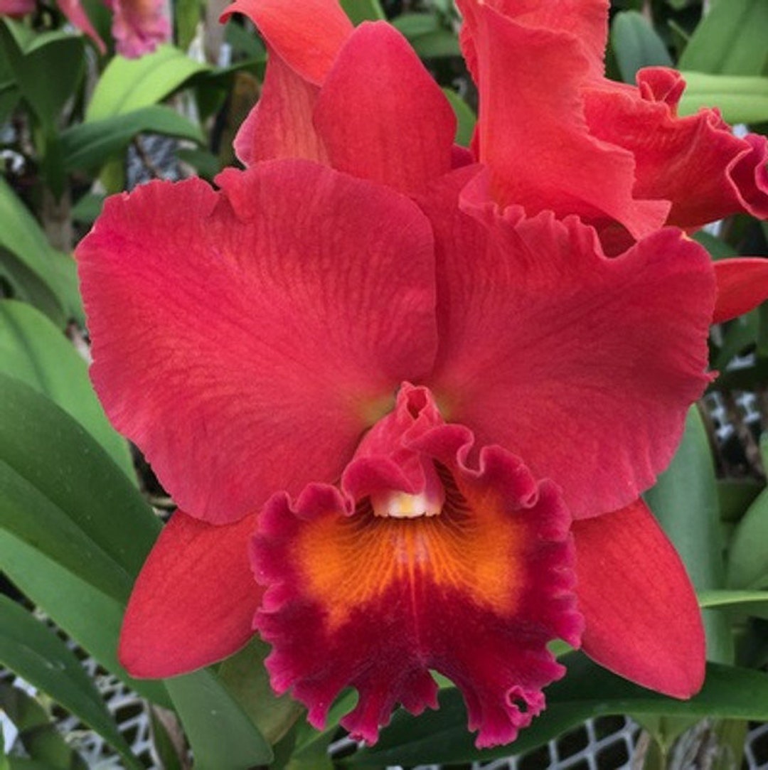 Rhyncholaeliocattleya Fire Jewel 'Volcano Queen' 5in