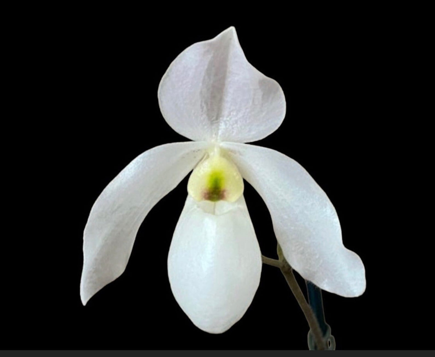 Paphiopedilum Joseito 'Z' x delenatii v. alba 'Germany' 4in