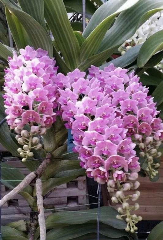 Rhynchostylis gigantea x sib (pink) 4in