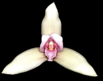 Lycaste cruenta x virginalis 4in