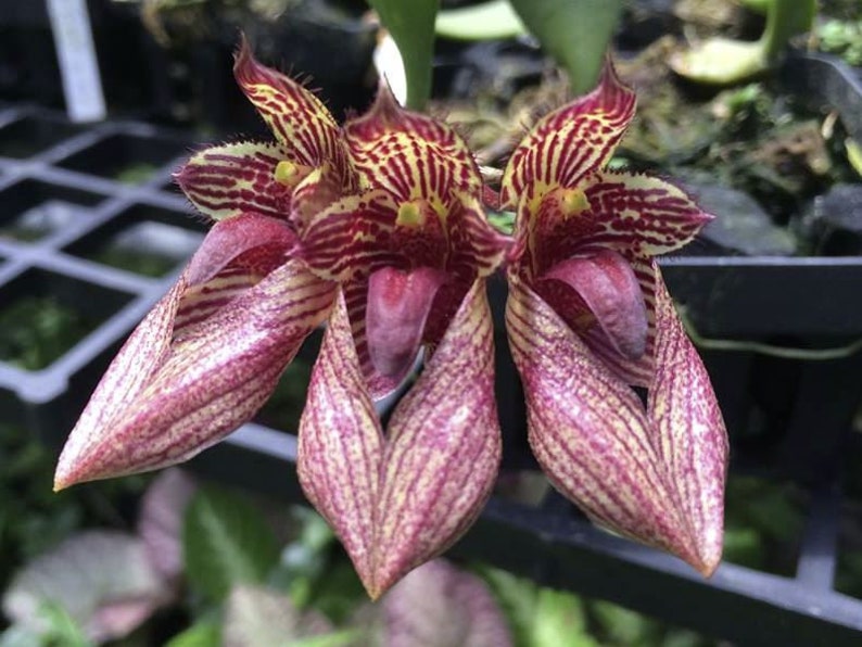 Bulb. Meen Rainbow x Meen Poison Raspberry 3in