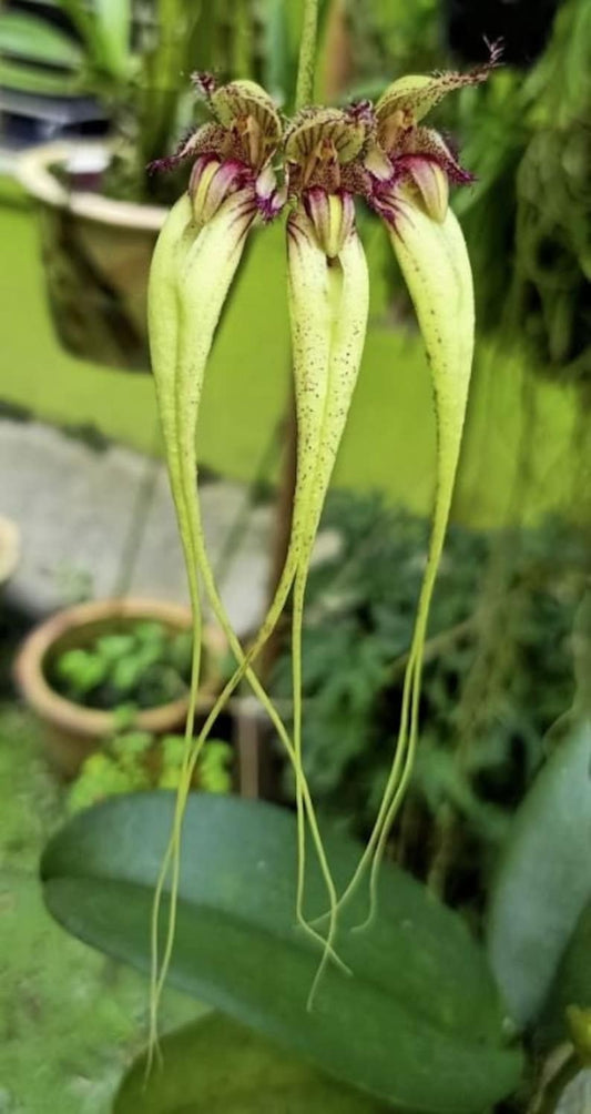 Bulb. Meen Rainbow x Meen Poison Raspberry 3in