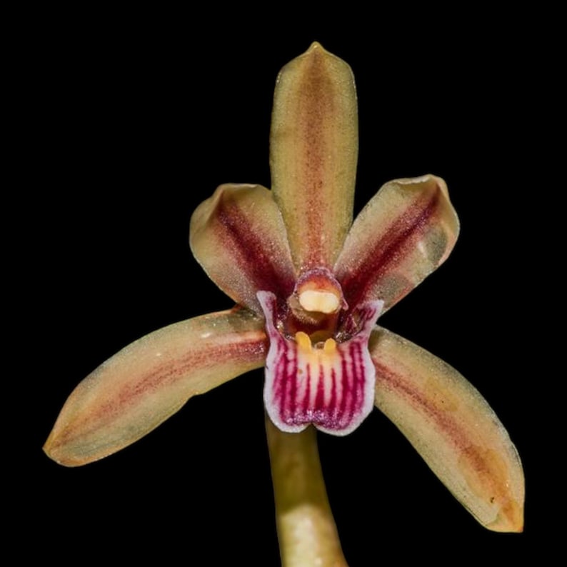 Cym. Pakkret Firestorm ‘Jerry’ (mericlone) 4in