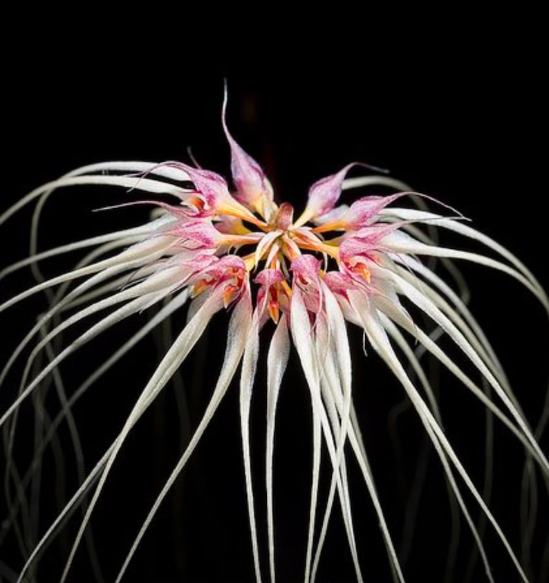 Bulb. Meen Sassy Girl (Round) x Lion King 3in