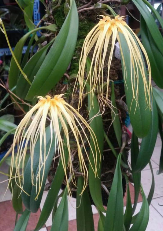 Bulb. Meen Sassy Girl (Round) x Lion King 3in