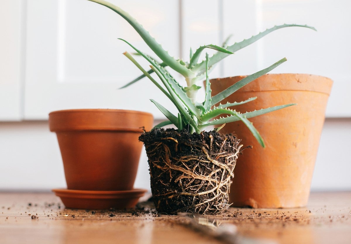 Houseplant Repotting Service