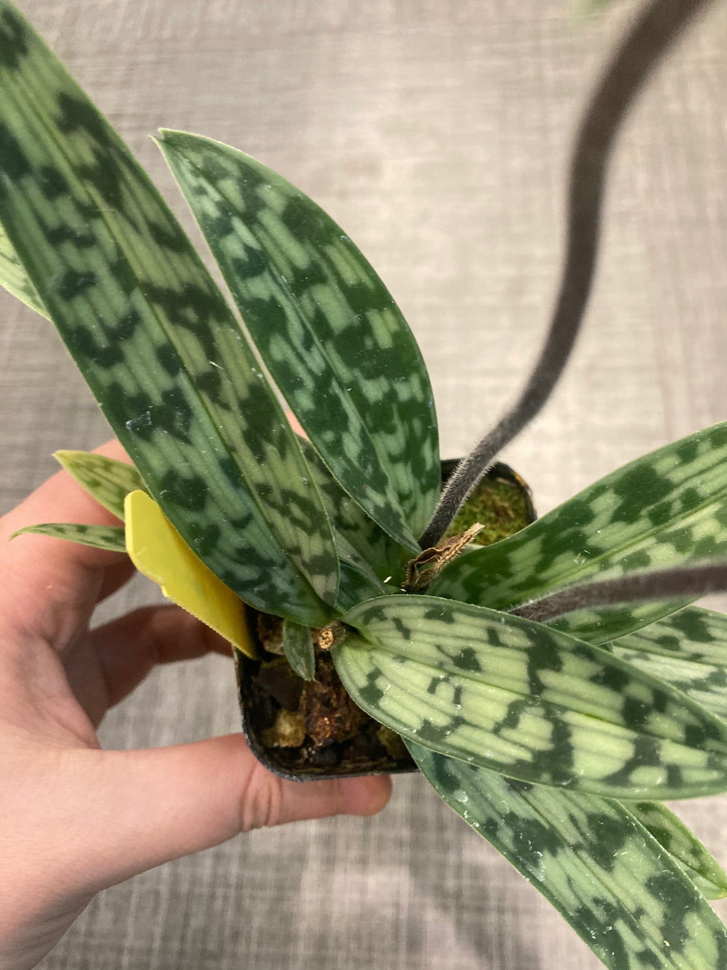 Paphiopedilum hainanense x self 3in