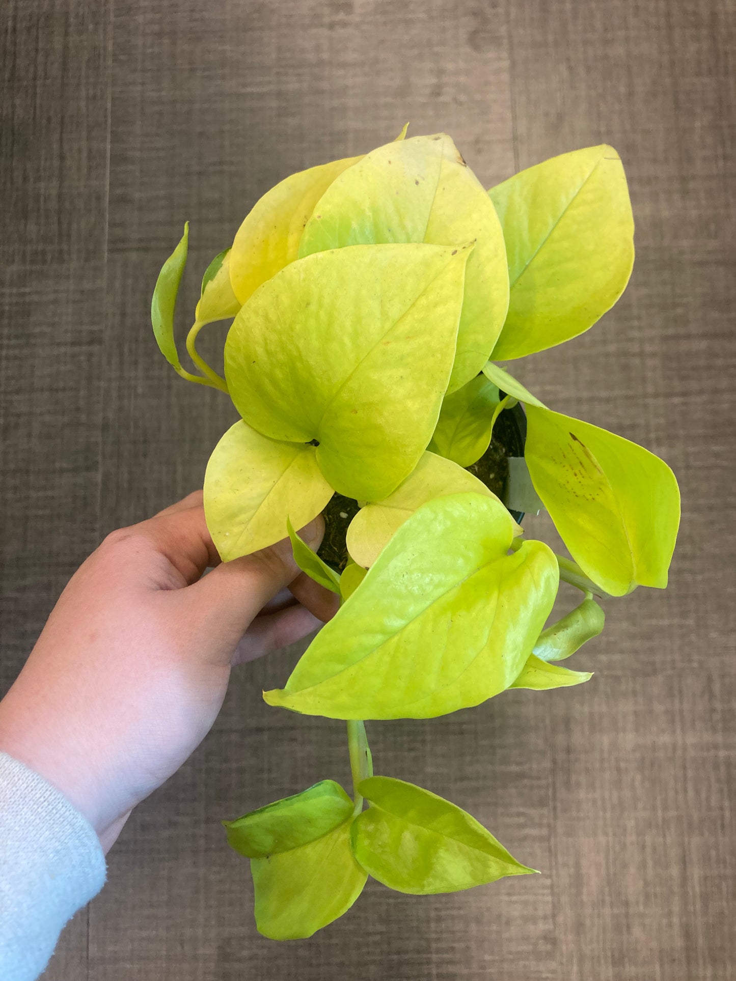 Pothos (Epipremnum aur.) 'Neon'
