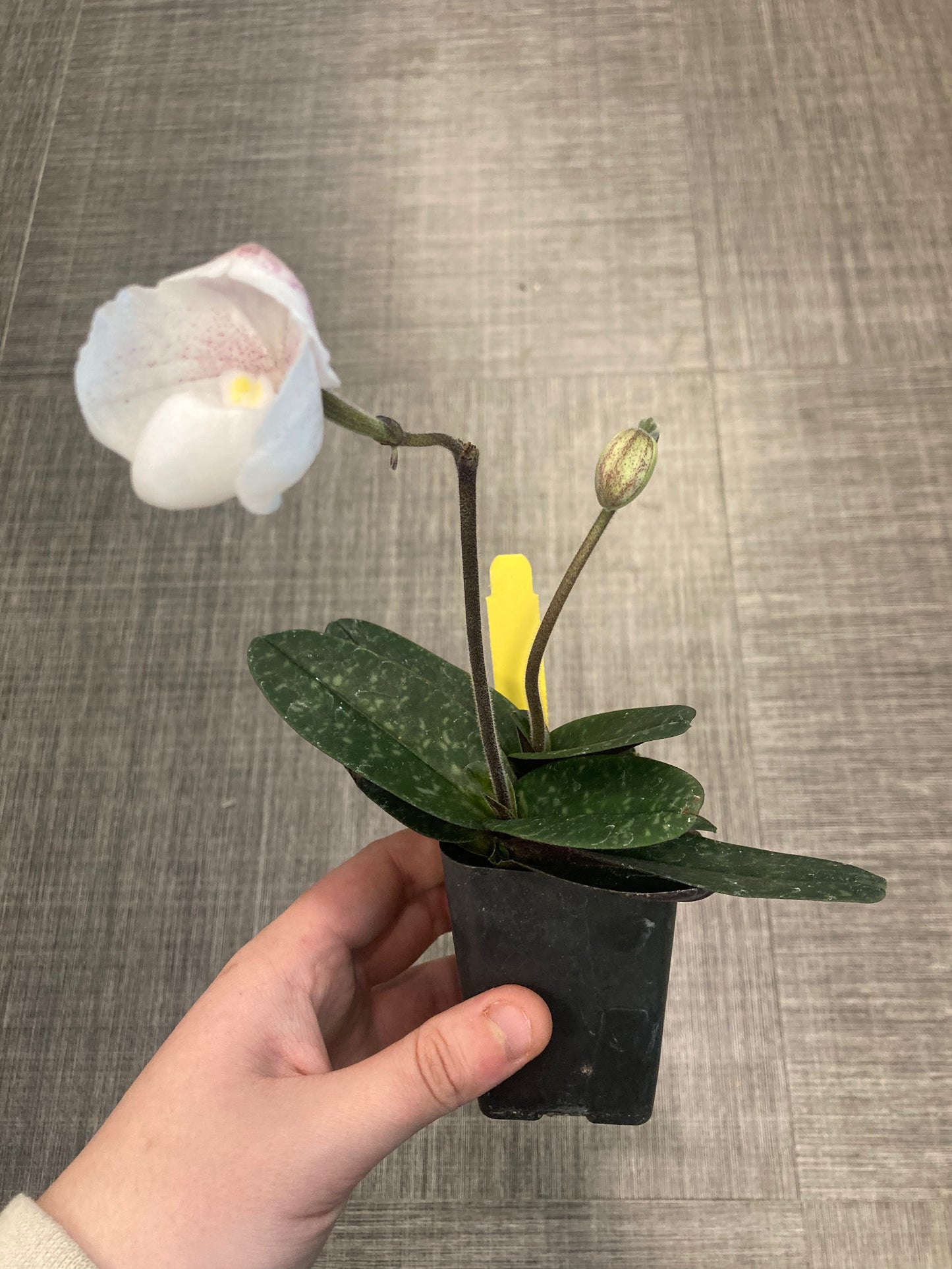 Paphiopedilum niveum x self 4in