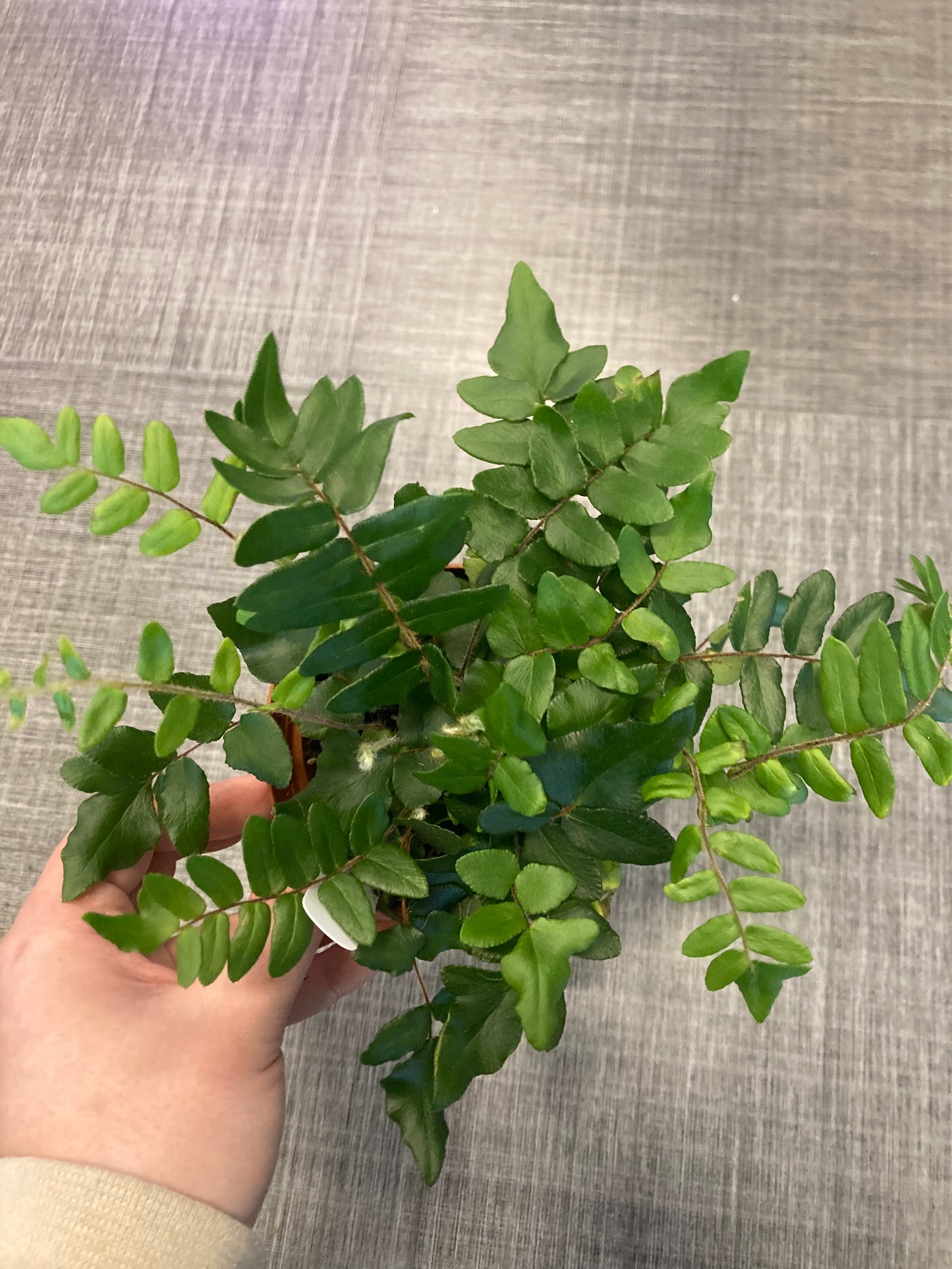 Sickle Fern (Pellaea falcata) 4in