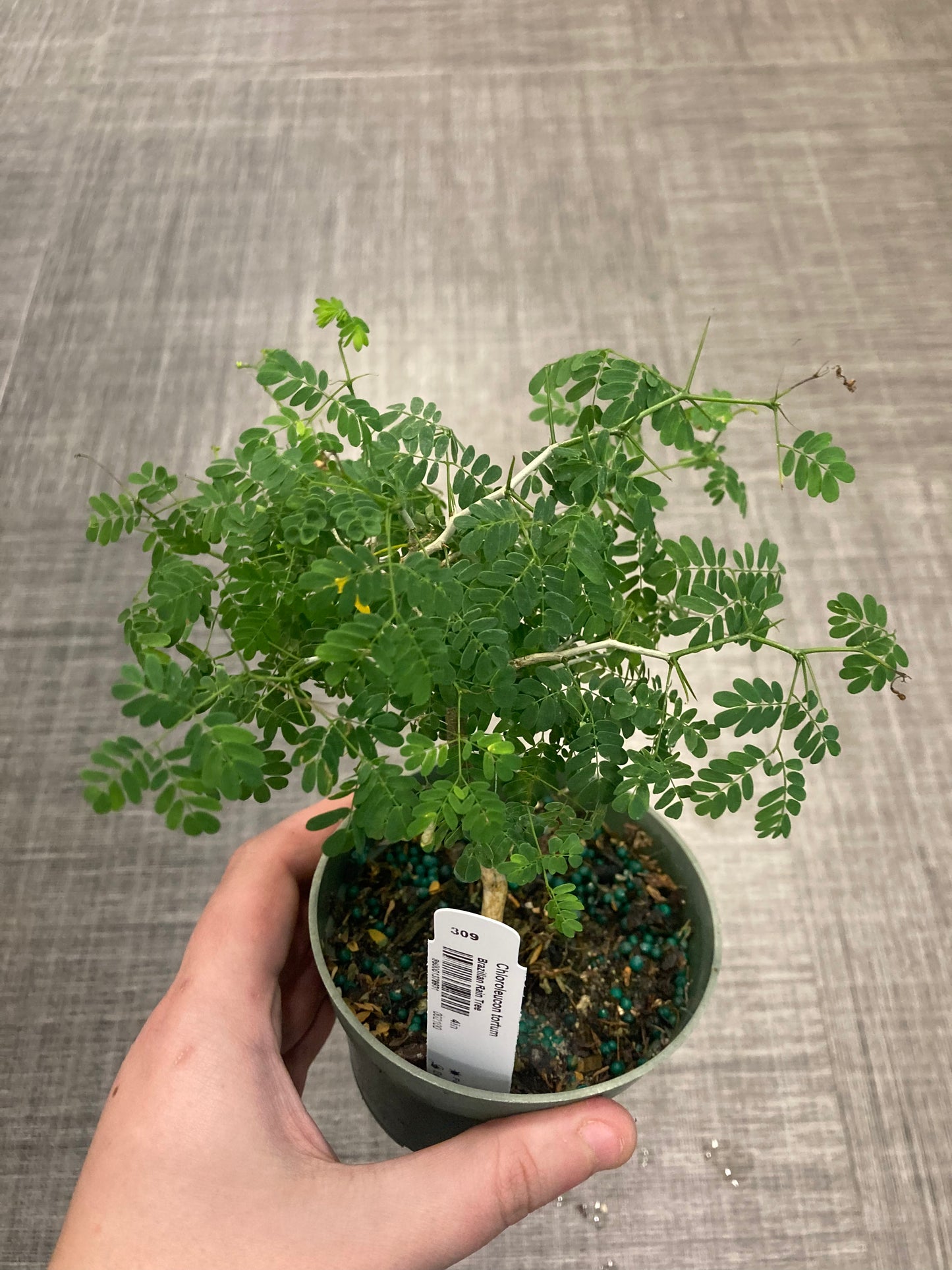 Brazilian Rain Tree (Chloroleucon tortum) 4in