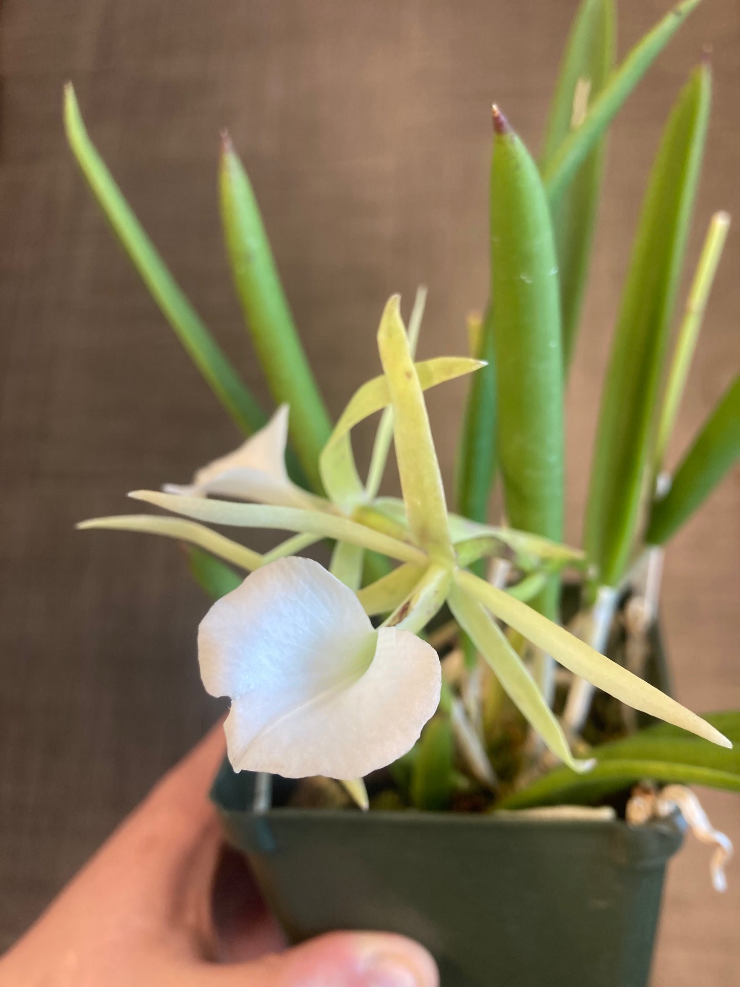 B. nodosa 4N x nodosa ‘Remar’