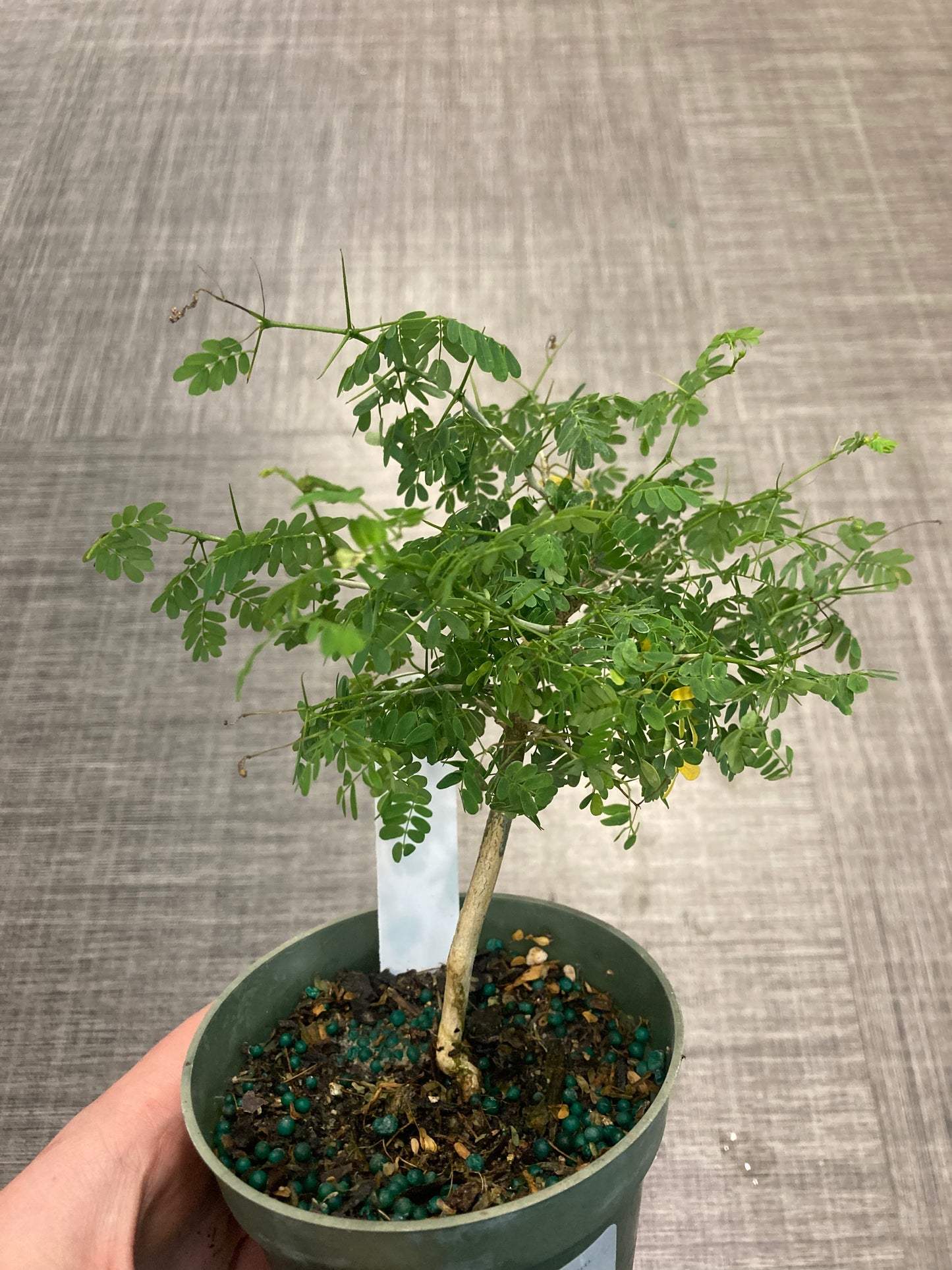 Brazilian Rain Tree (Chloroleucon tortum) 4in
