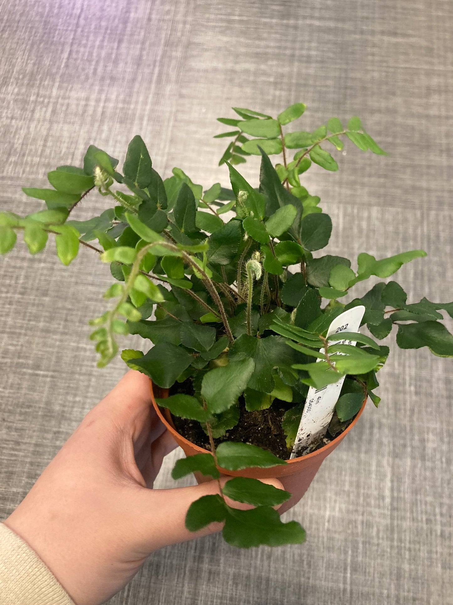Sickle Fern (Pellaea falcata) 4in