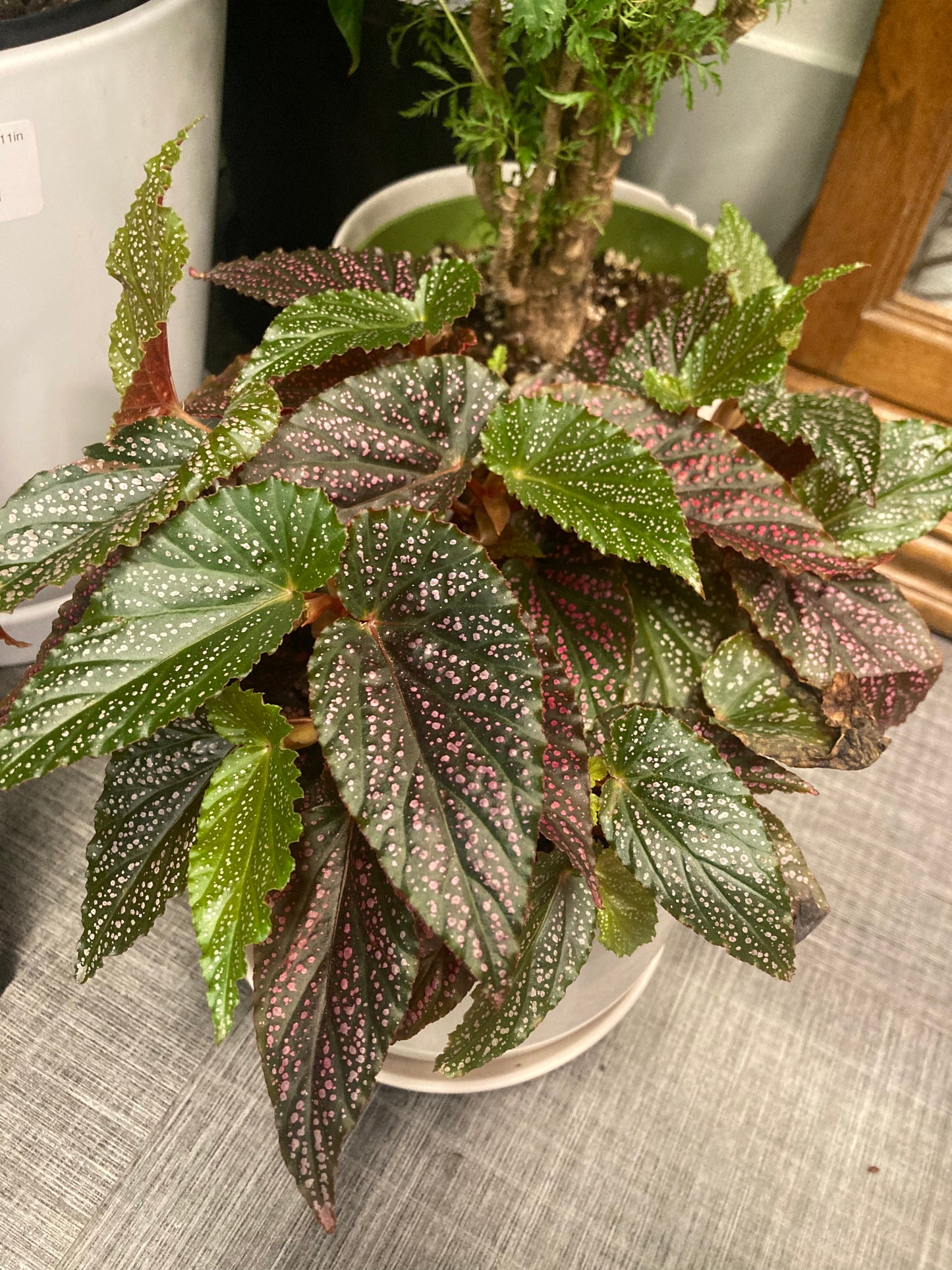 Begonia maculata 'Pink Spot' 6in