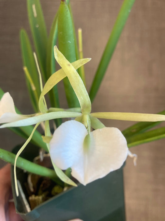 B. nodosa 4N x nodosa ‘Remar’