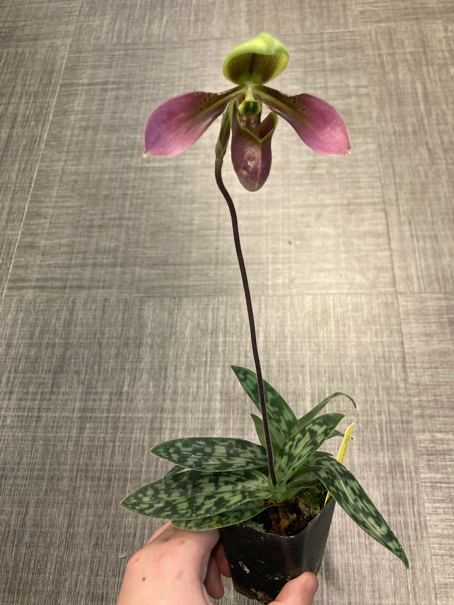 Paphiopedilum hainanense x self 3in