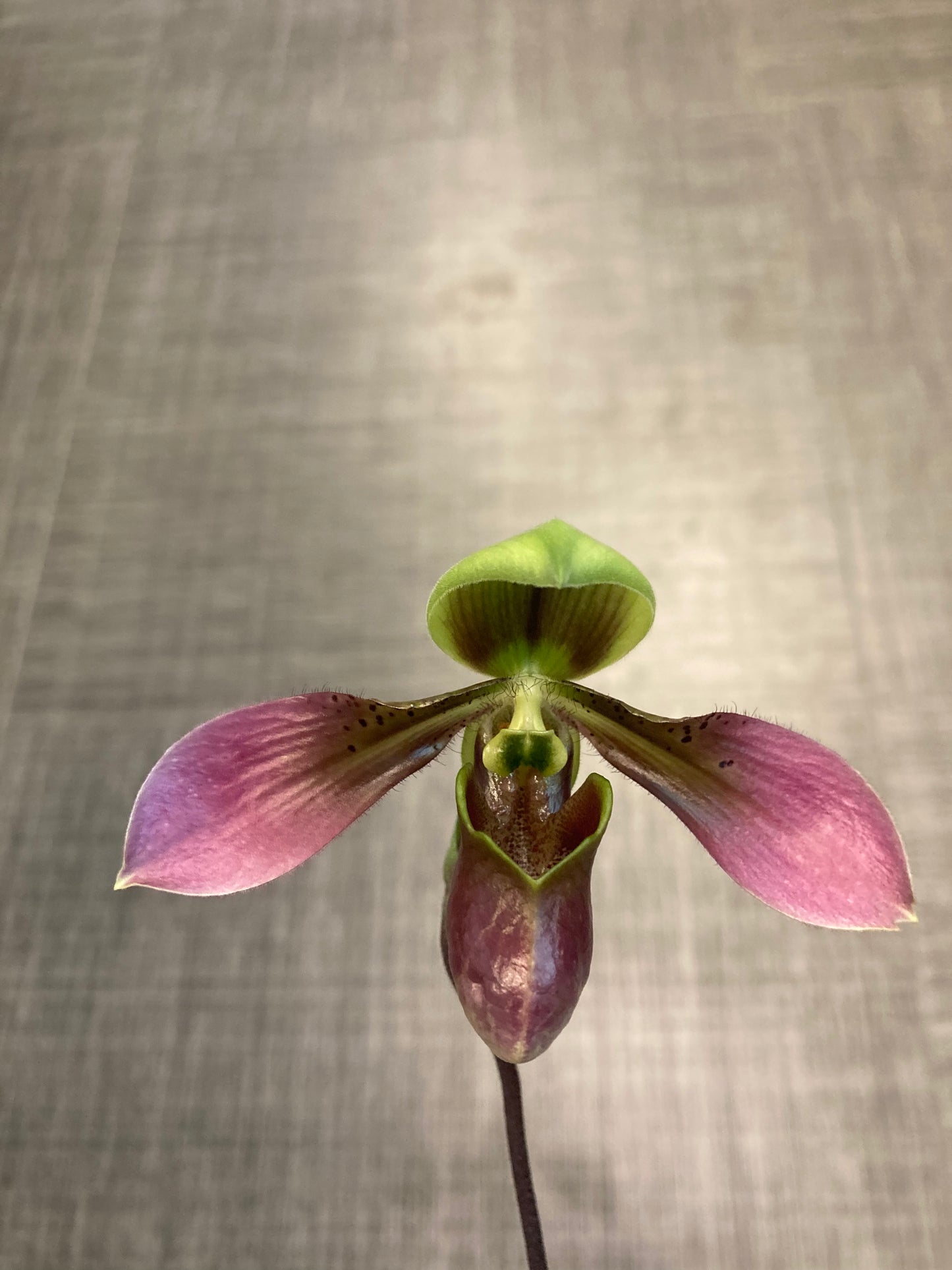 Paphiopedilum hainanense x self 3in