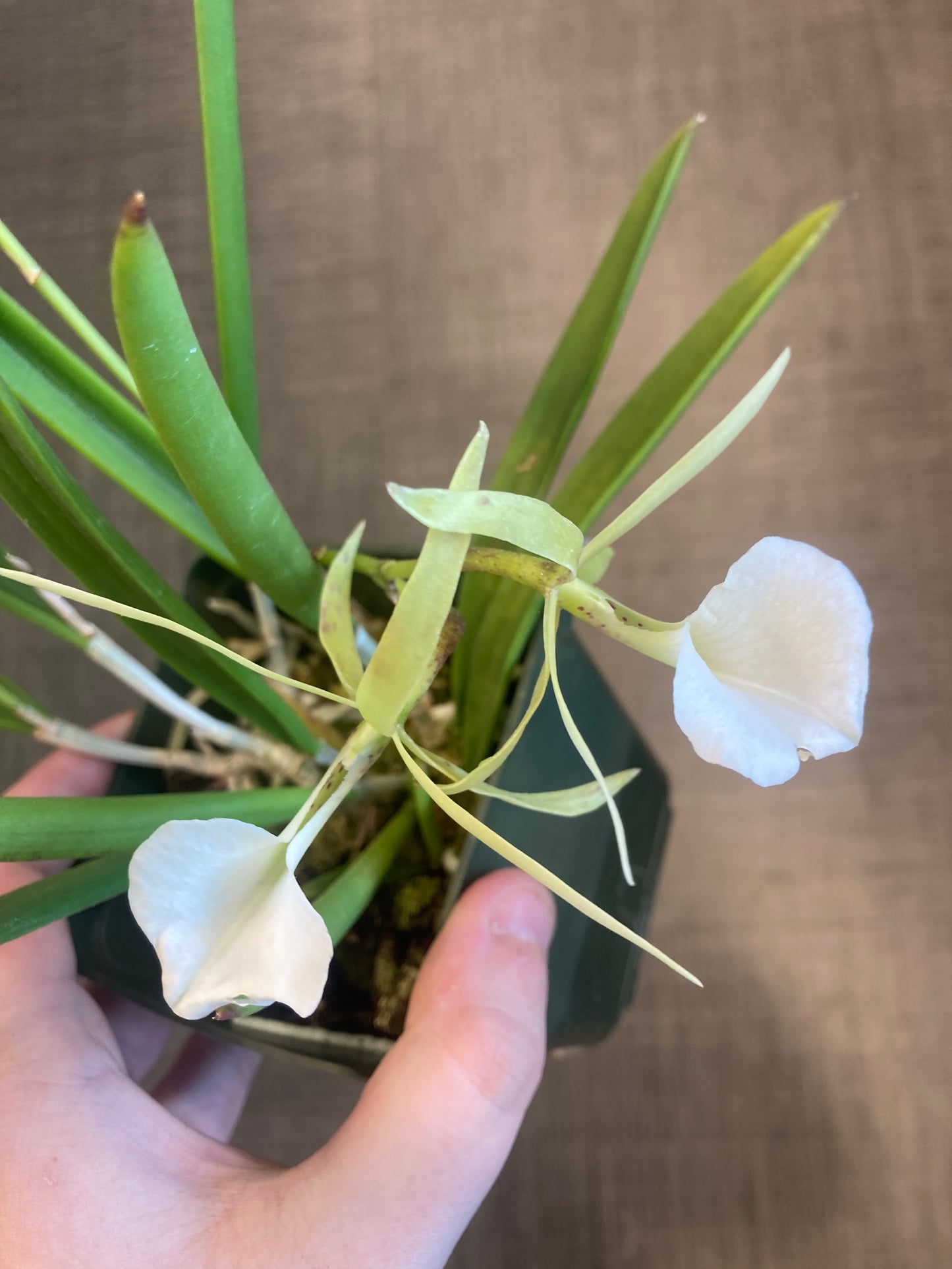 B. nodosa 4N x nodosa ‘Remar’