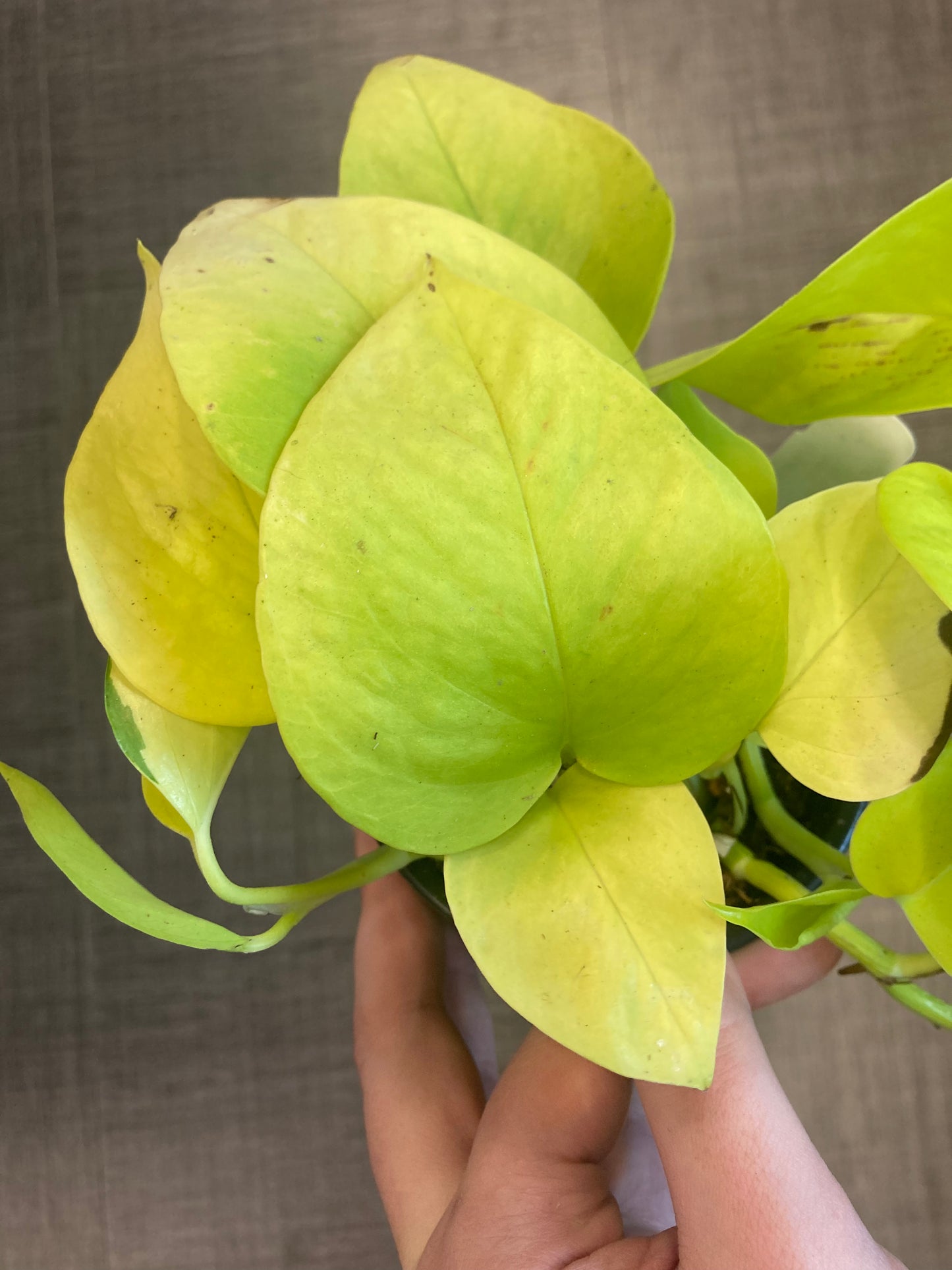 Pothos (Epipremnum aur.) 'Neon'
