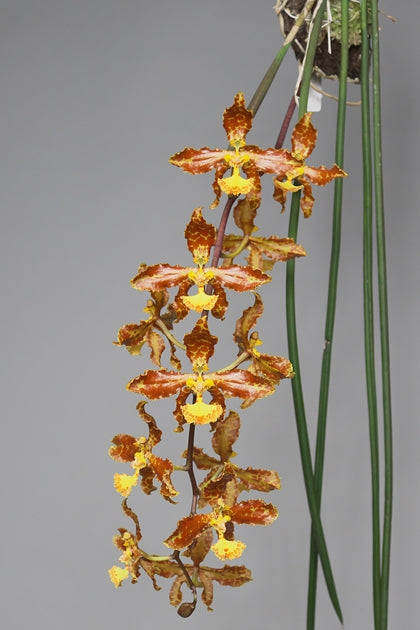 Trichocentrum (Oncidium) stayci x sib (mount)