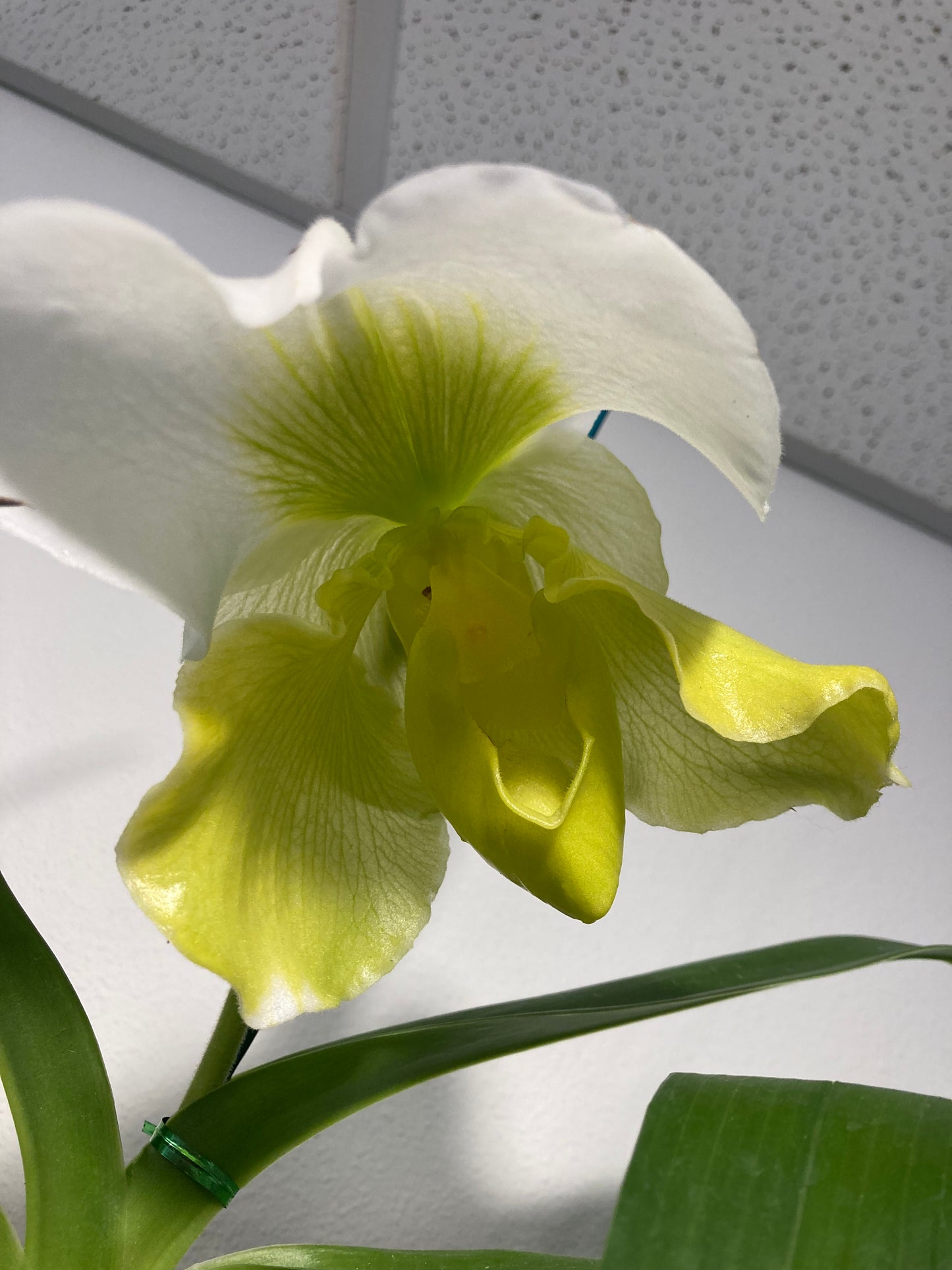 Paphiopedilum Hsinying Gold x Stone Lovely (bulldog) 4in