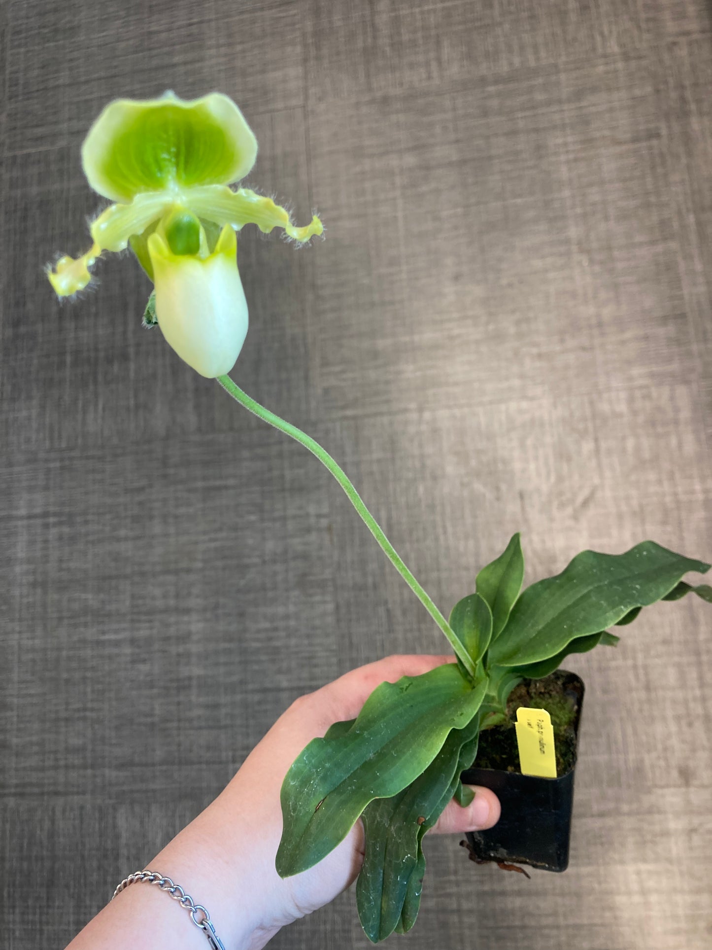 Paphiopedilum primulinum 'In-Charm' x sib 4in