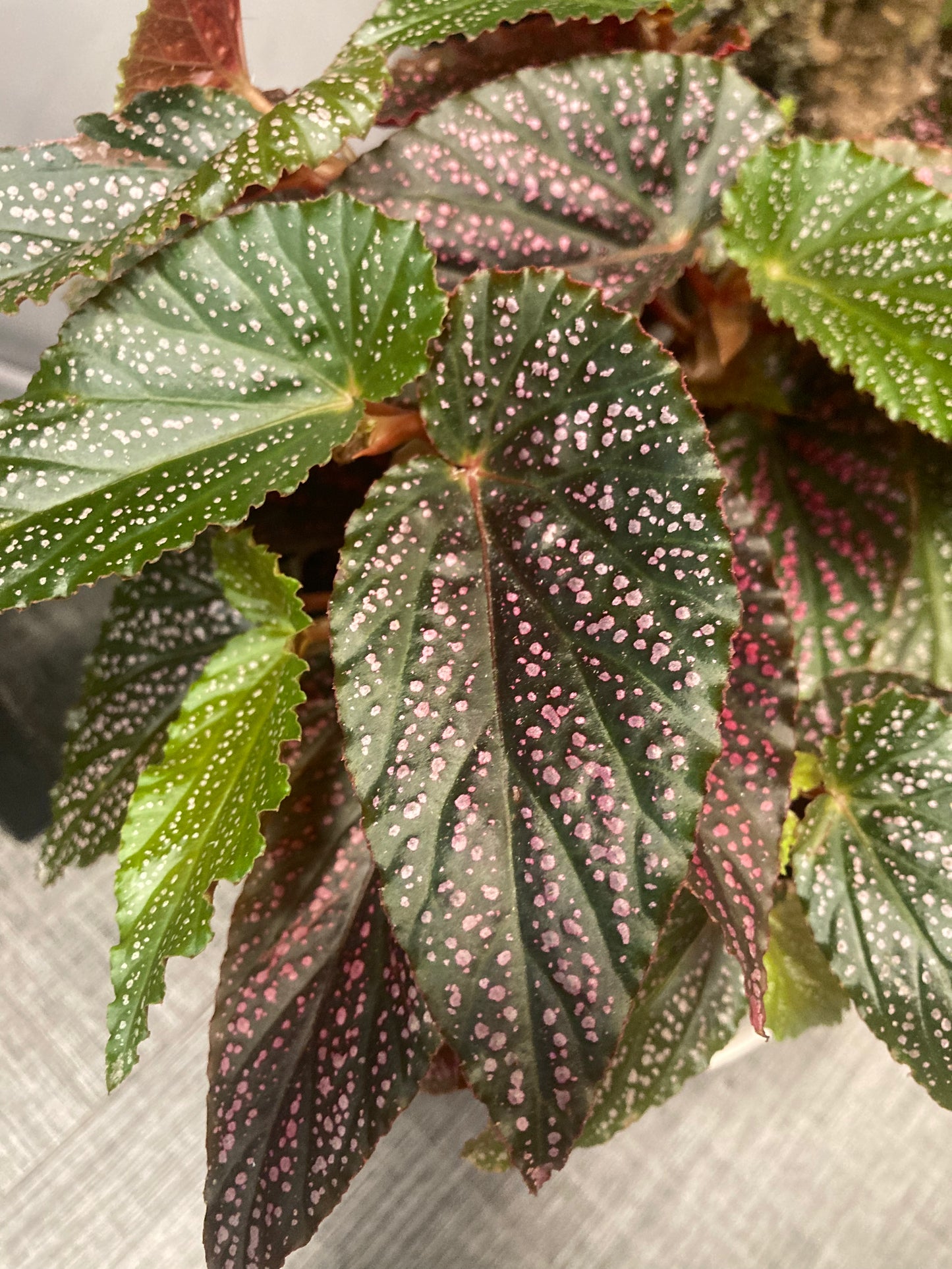 Begonia maculata 'Pink Spot' 6in