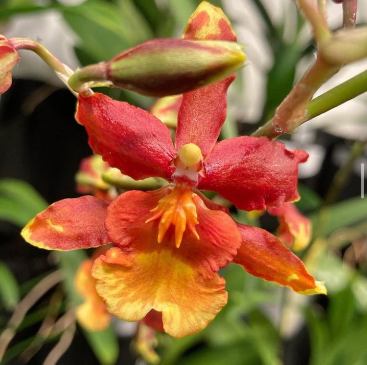Odontocidium Catatante 'Sun King' 4in