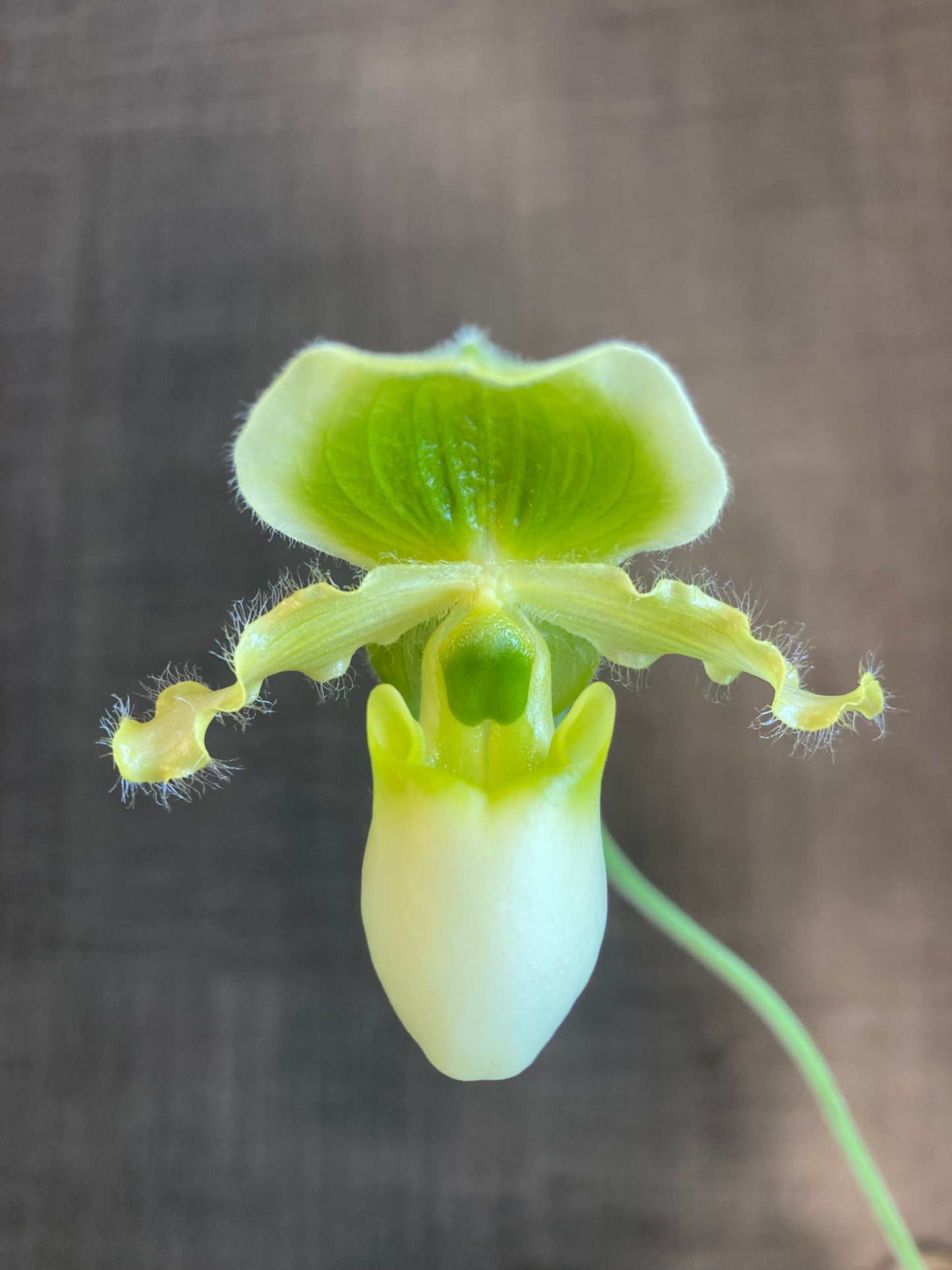 Paphiopedilum primulinum 'In-Charm' x sib 4in