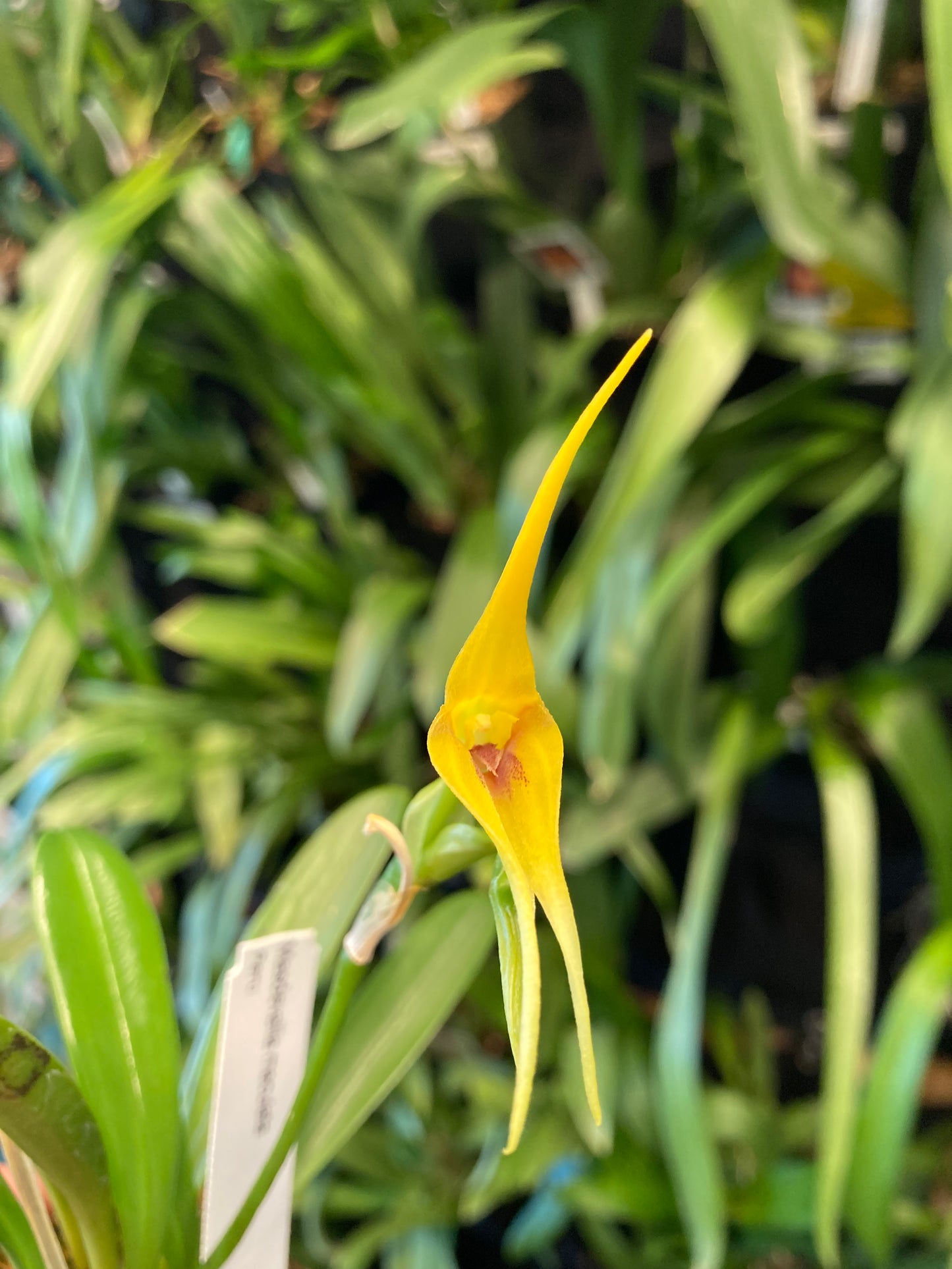 Masdevallia maculata 2in (mature)