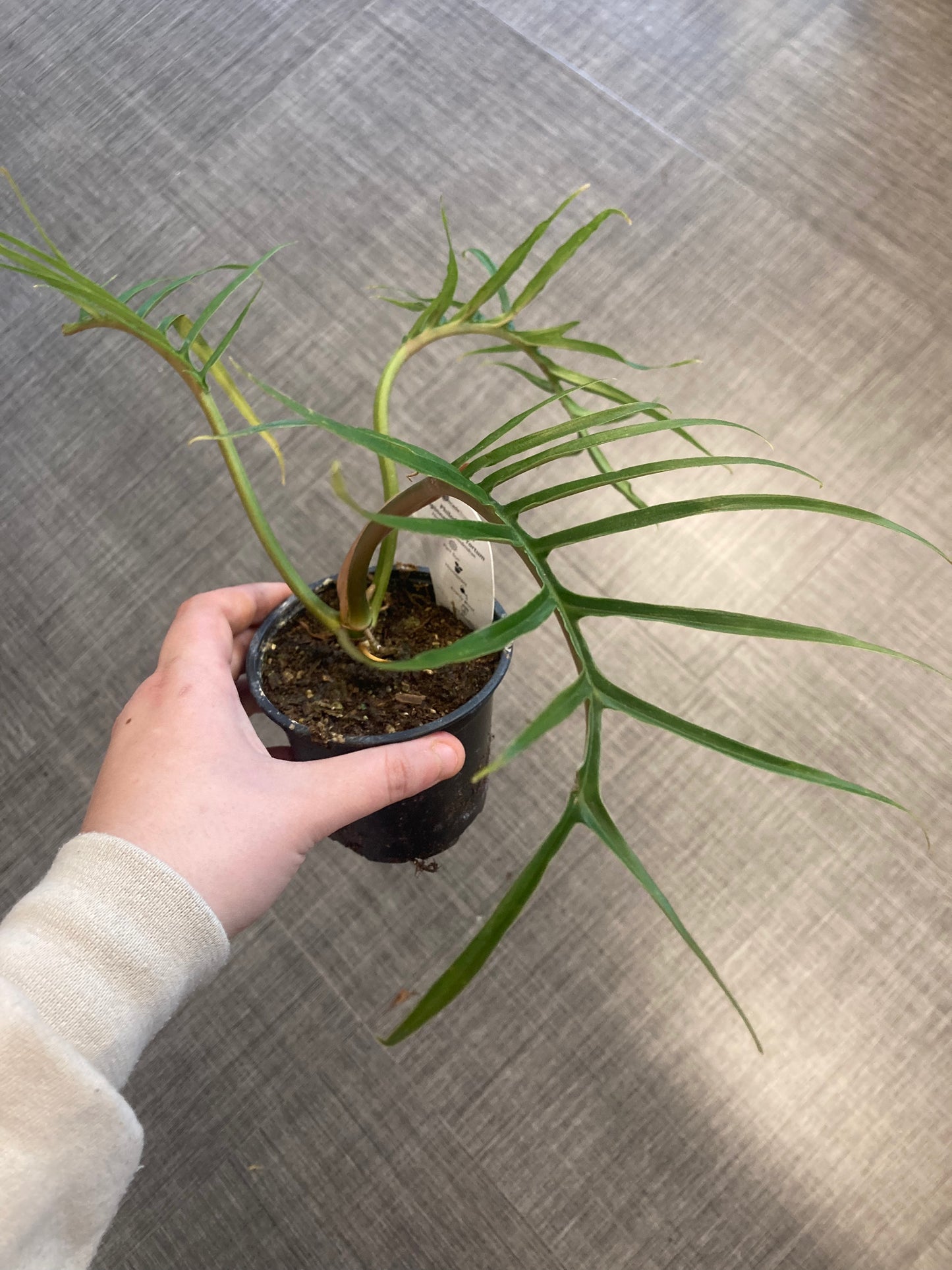 Philodendron tortum 4in