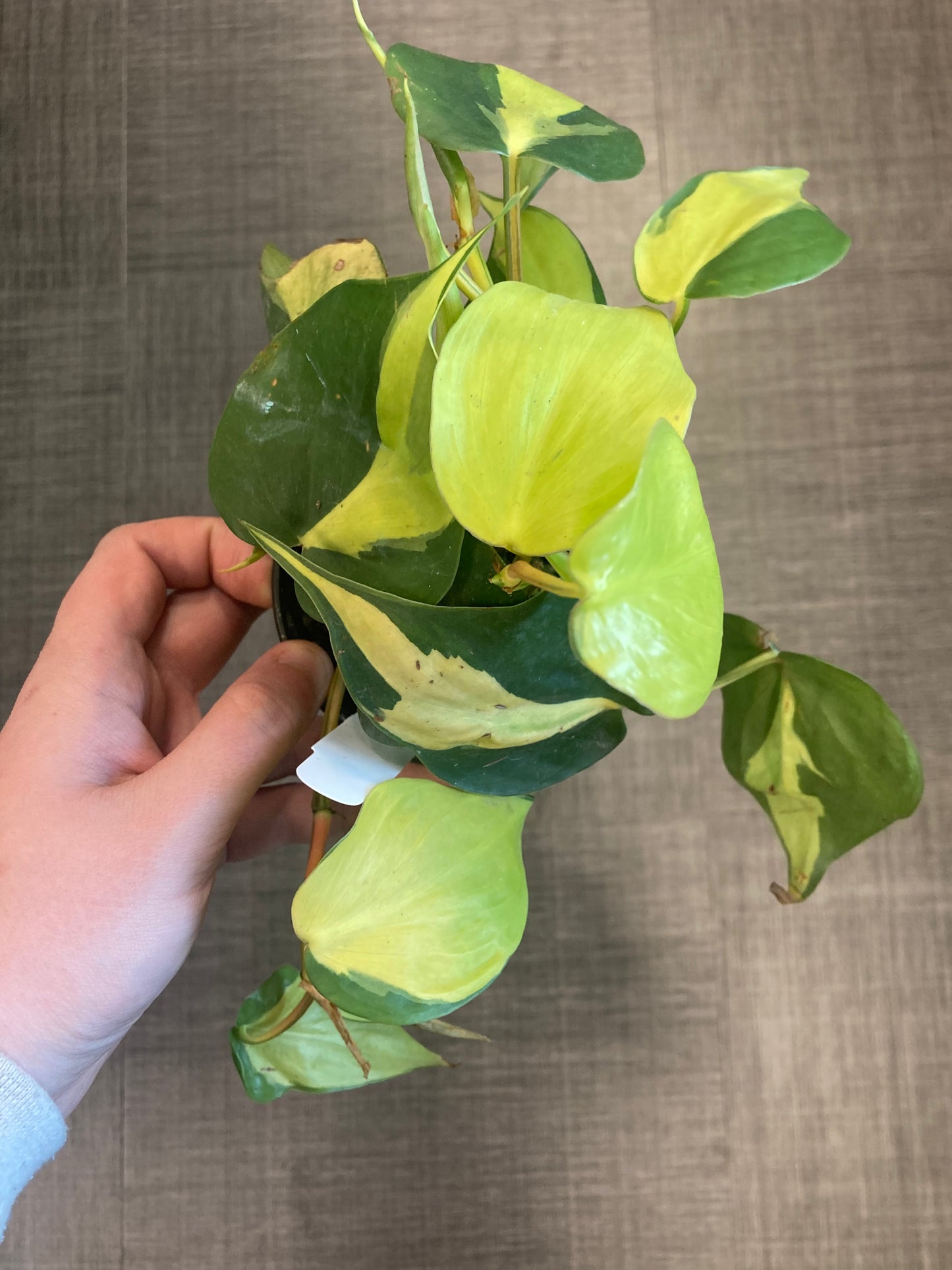 Philodendron hederaceum 'Brasil'