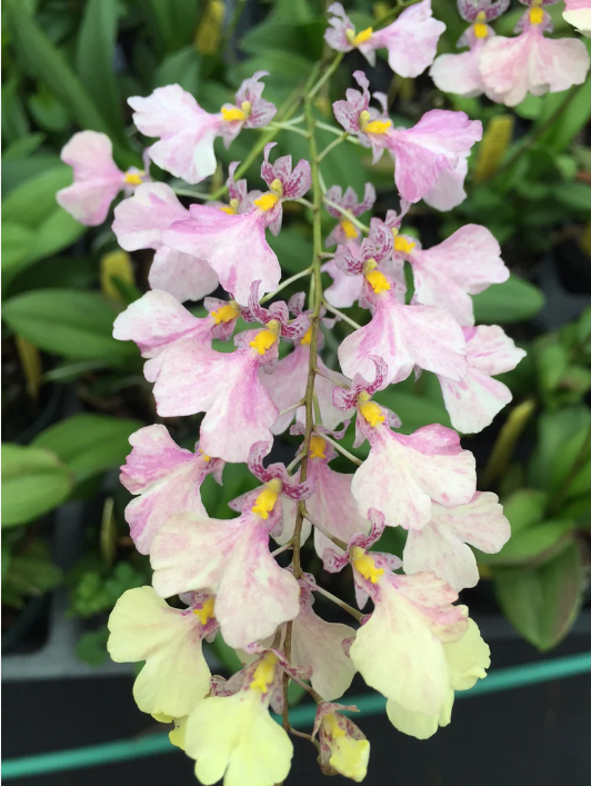 Ionocidium (Incdm) Popcorn 'Highland' 3in