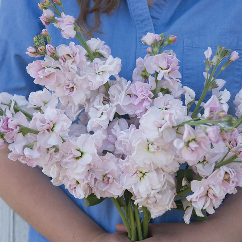 Stock 'Harmony Cherry Blossom' seeds