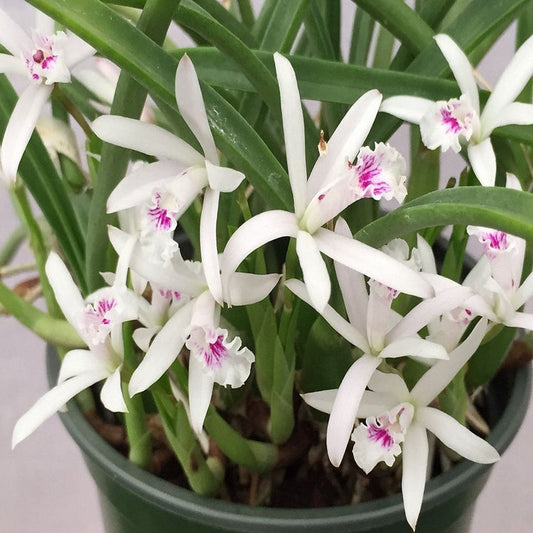 Laelia lundii var. coerulea (mounted)