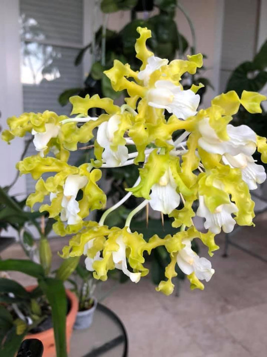 Laelia (Schom.) undulata alba 'Orchid Eros' x 'Graf's Emerald' 4in