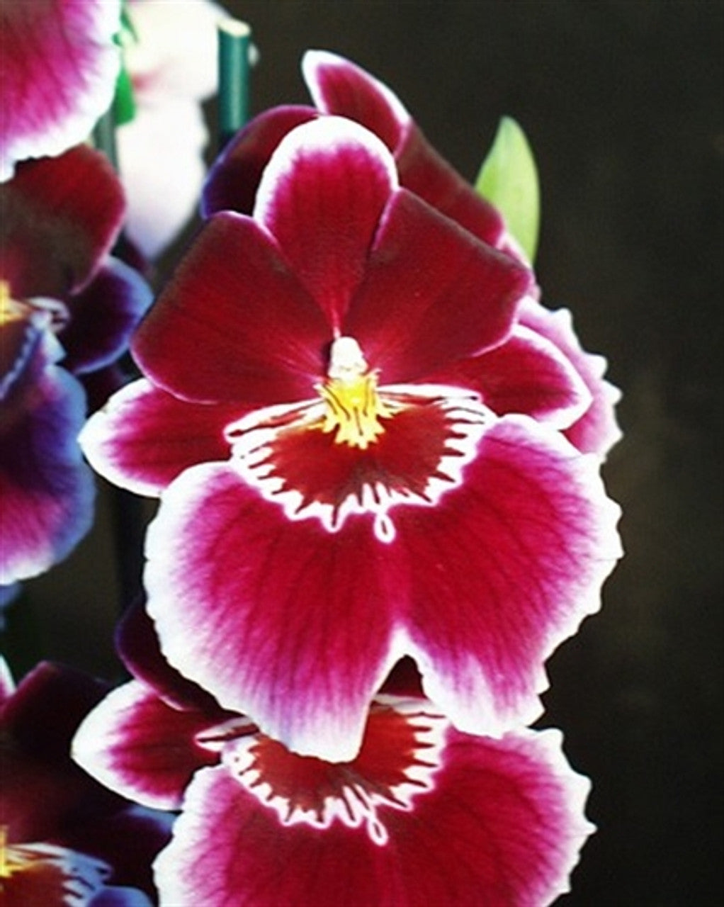 Miltoniopsis Rouge ‘Picardie’ 4in