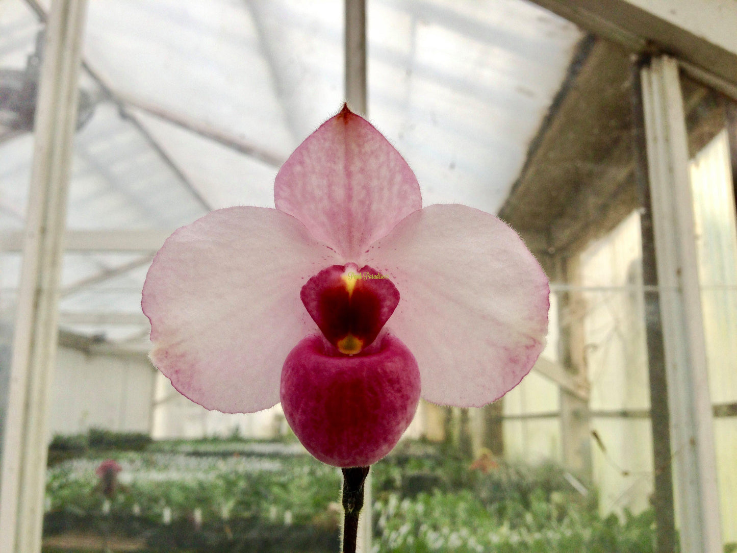 Paphiopedilum delenatii var. dunkel (vinicolor) 4in