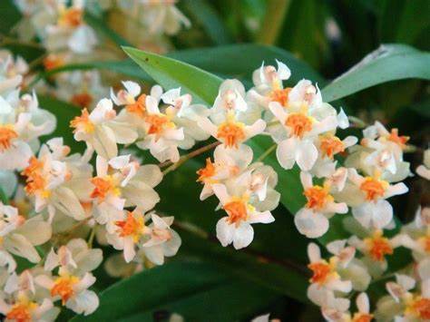 Oncidium Twinkle 'Fragrance Fantasy' (mini) 3in