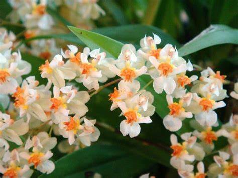 Oncidium Twinkle 'Fragrance Fantasy' (mini) 4in