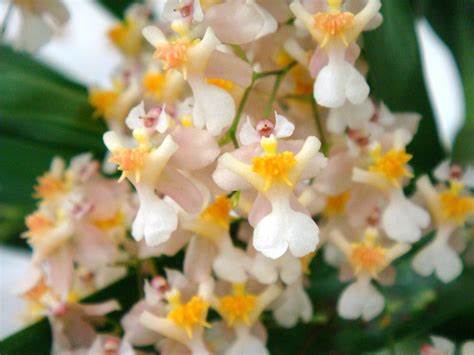 Oncidium Tsiku Marguerite 4in