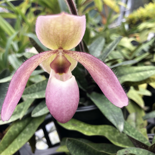Paph. liemianum 'Uno' x delenatii 'O' 3in