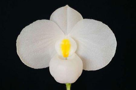 Paph. delenatii forma alba 4in