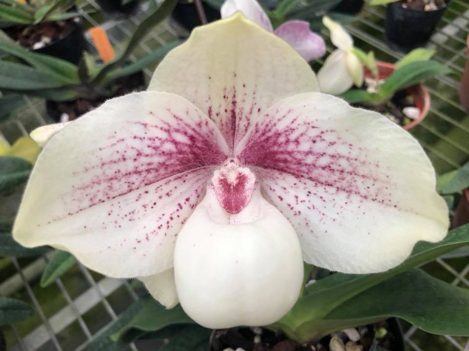 Paph Hung Sheng (leucochilum x hangianum) 3in