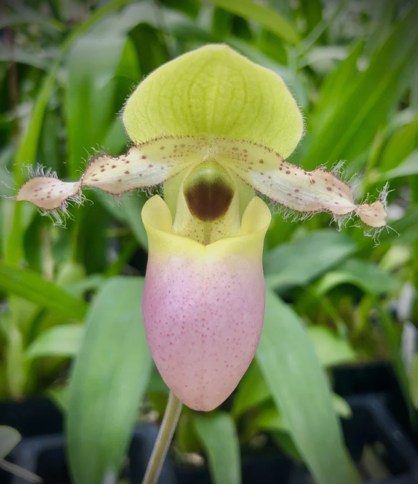 Paphiopedilum Nike's Sunny Delight (Avalon Mist x Pinocchio) 4in